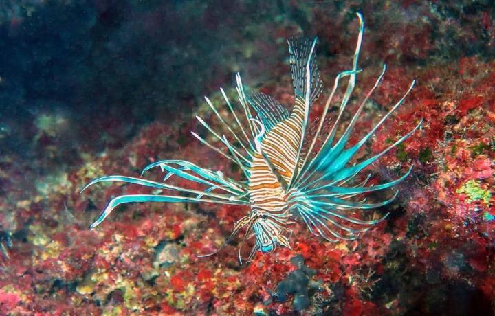 A Lionfish in the Mediterranean