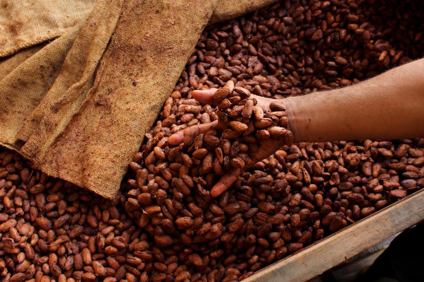 cacao beans fermentation