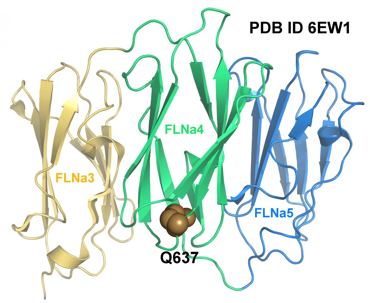 Mutated Protein