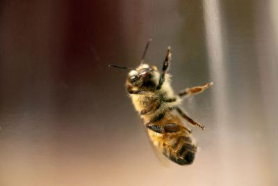 A Honey Bee.