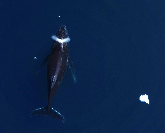 Aerial whale