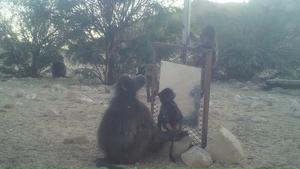 Chacma baboons in Tsaobis Nature Park, Namibia (c) Dr Alecia Carter