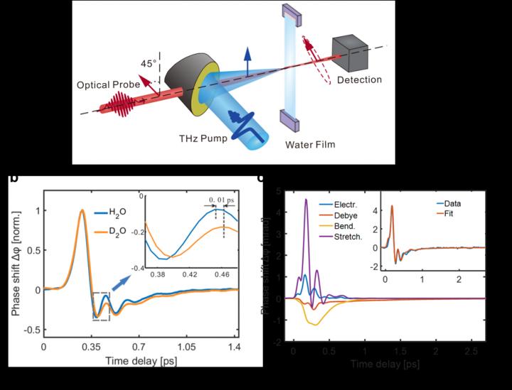 Ultrafast temporal evolution of liquid water