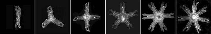 Moon Jellyfish Regain Radial Symmetry after Limb Loss
