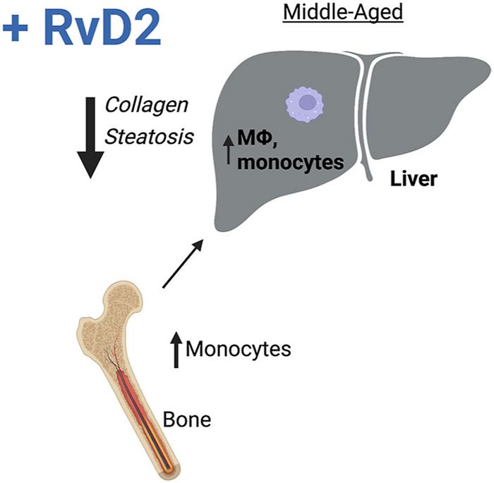 New Findings Reveal Important Insights into Age-Related Nonresolving Inflammation