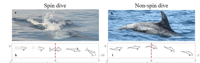 Spin dive and non-spin dive