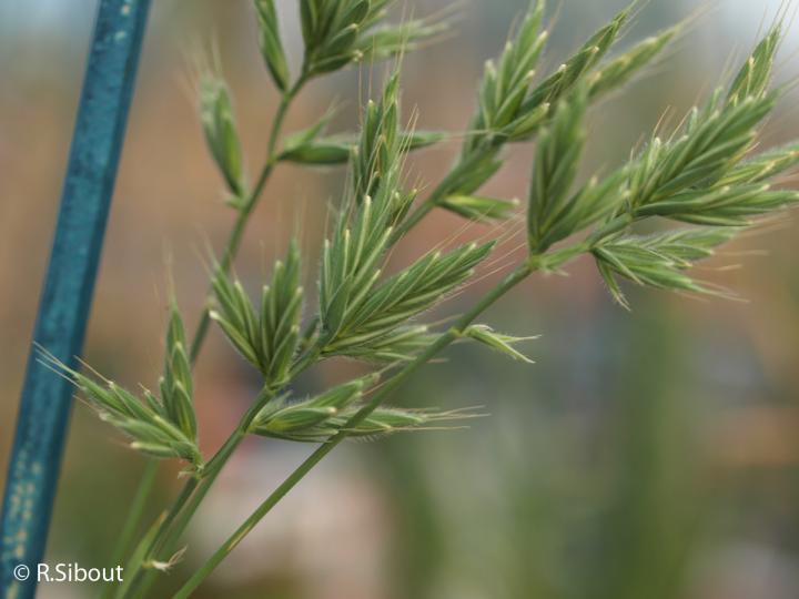 A Morphological Phenotype of the Model Grass <i>Brachypodium distachyon</i>