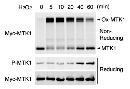 Figure 1. Oxidative stress-induced MTK1 activation requires both oxidation and reduction of MTK1.