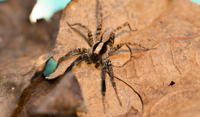 WOLF SPIDER