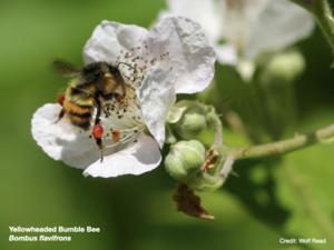 Yellowheaded bumble bee