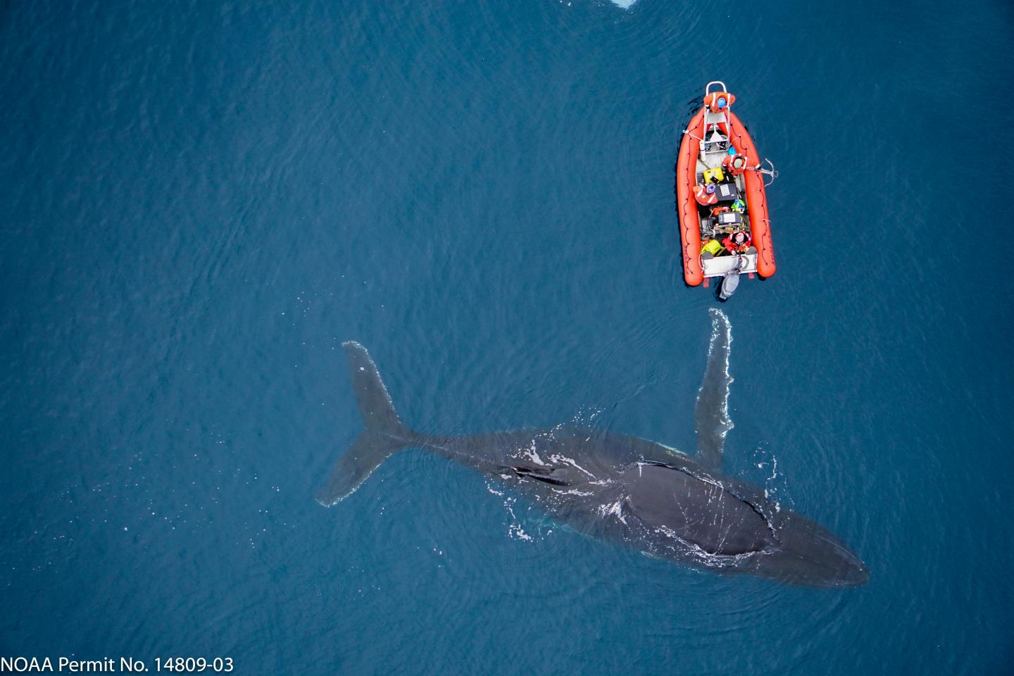 Humpback whale