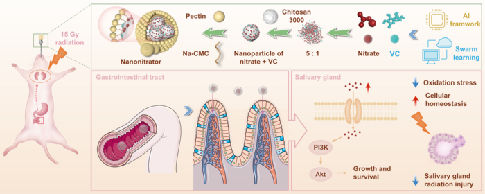 Schematic illustration of synthesis of Nanonitrator and salivary gland radiation injury model used to investigate its protective effects.