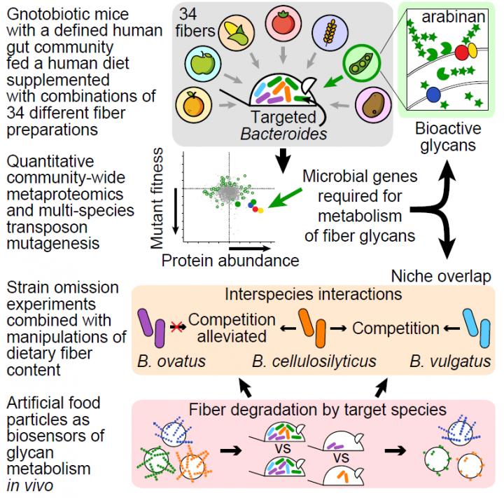 Microbiota-Directed Foods