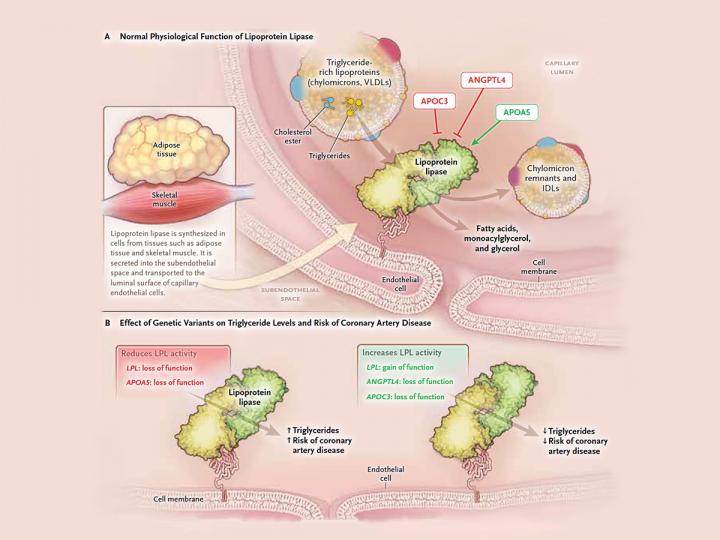 Mutated Gene Safeguards Heart Attack