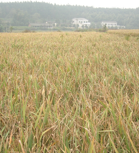 Field damaged by rice blast