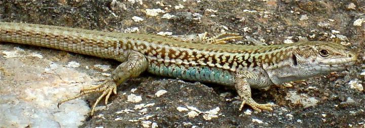 Aegean Wall Lizard Resting on Rock
