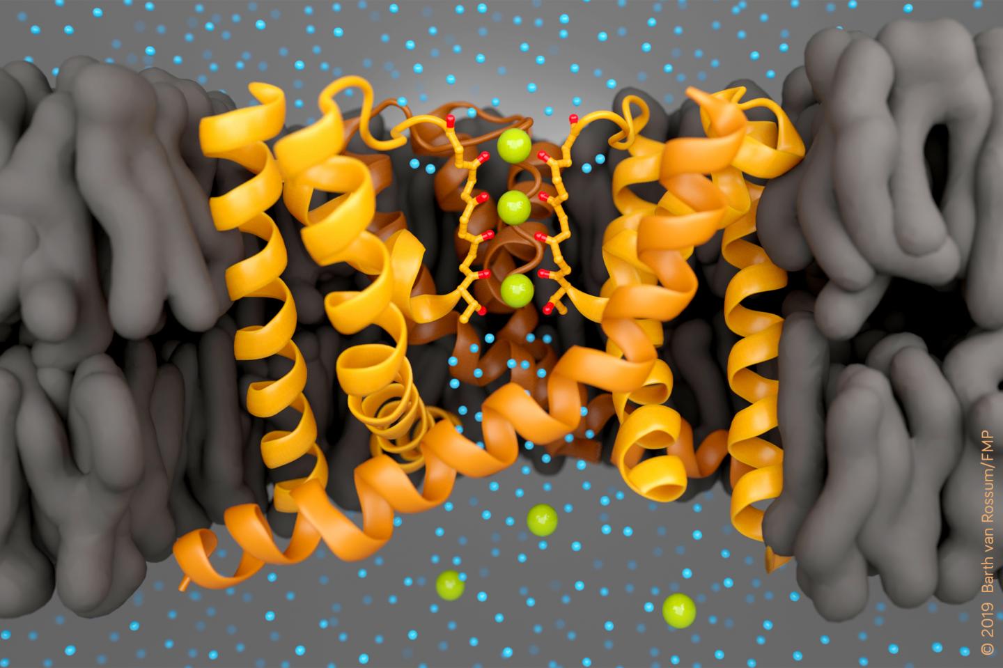 Potassium Transport through the Selectivity Filter of a Potassium-Selective Ion Channel