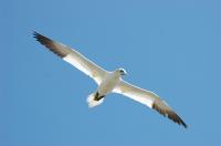 Gannet Flight