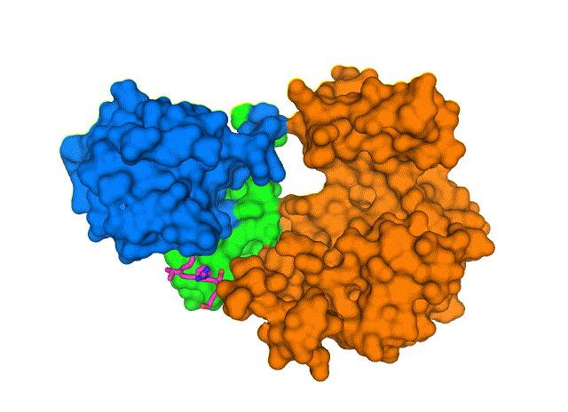 animated gif of E-protein-PALS1-protein complex