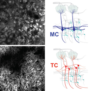 Tufted and Mitral Cells