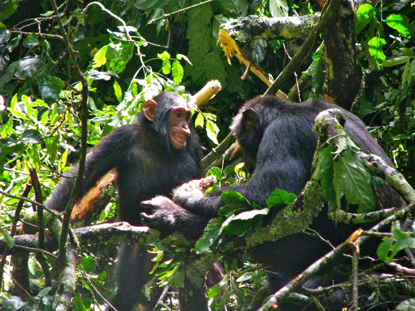 Infant Chimpanzee Gus and Old Male Bartok