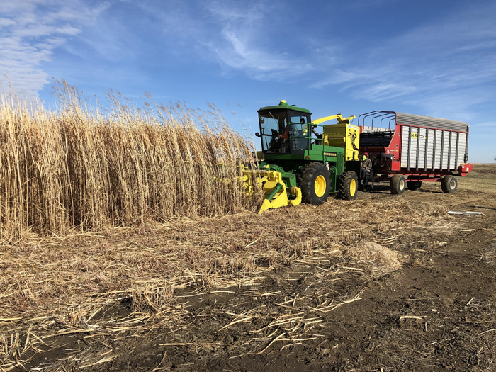 Harvesting of miscanthus, a fast-growing carbon sink