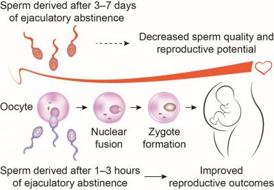 How Shorter Abstention Improves Fertility