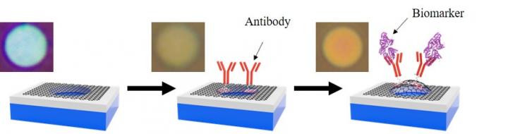 Film Deformation and Changes in Interference