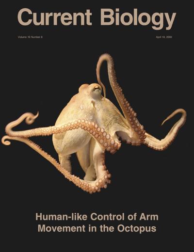 Octopus Arms/Cover Image