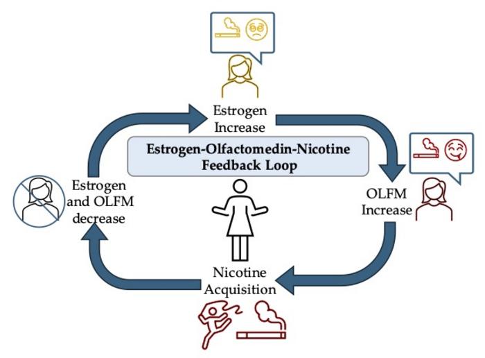 Feedback loop