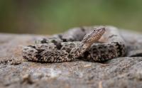 A Banded Rock Rattlesnake