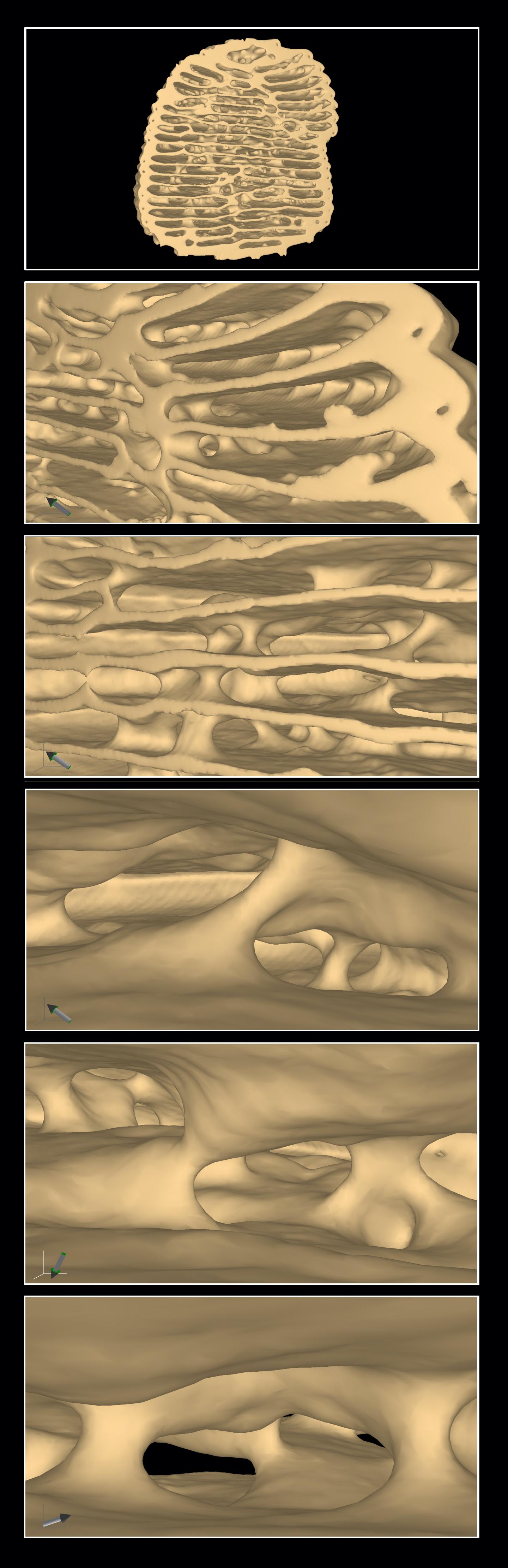 3D computed tomographic reconstructions of an Apicotermes lamani nest