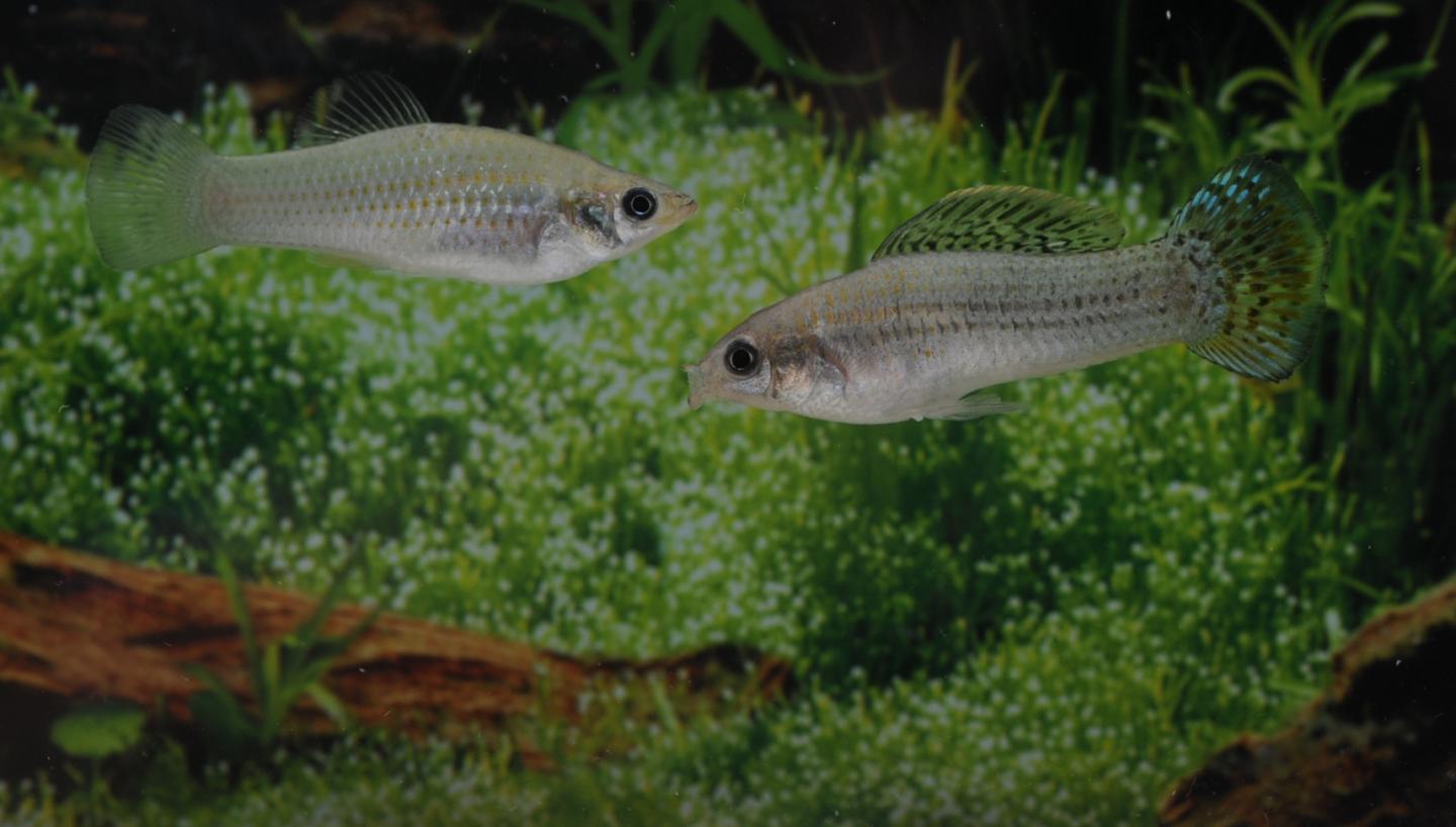 Amazon Molly [IMAGE] EurekAlert! Science News Releases