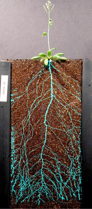Firefly Protein Enables Visualization of Roots in Soil