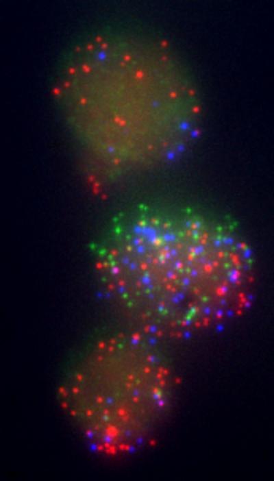 Whitehead Scientists Bring New Efficiency to Stem Cell Reprogramming