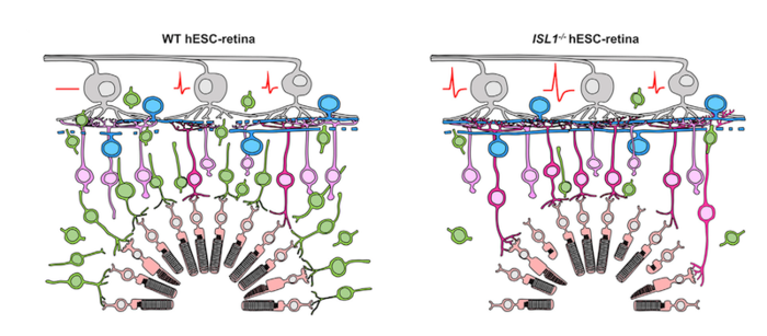 new method yields better retinal sheet transplants