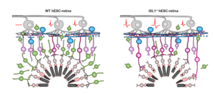 new method yields better retinal sheet transplants