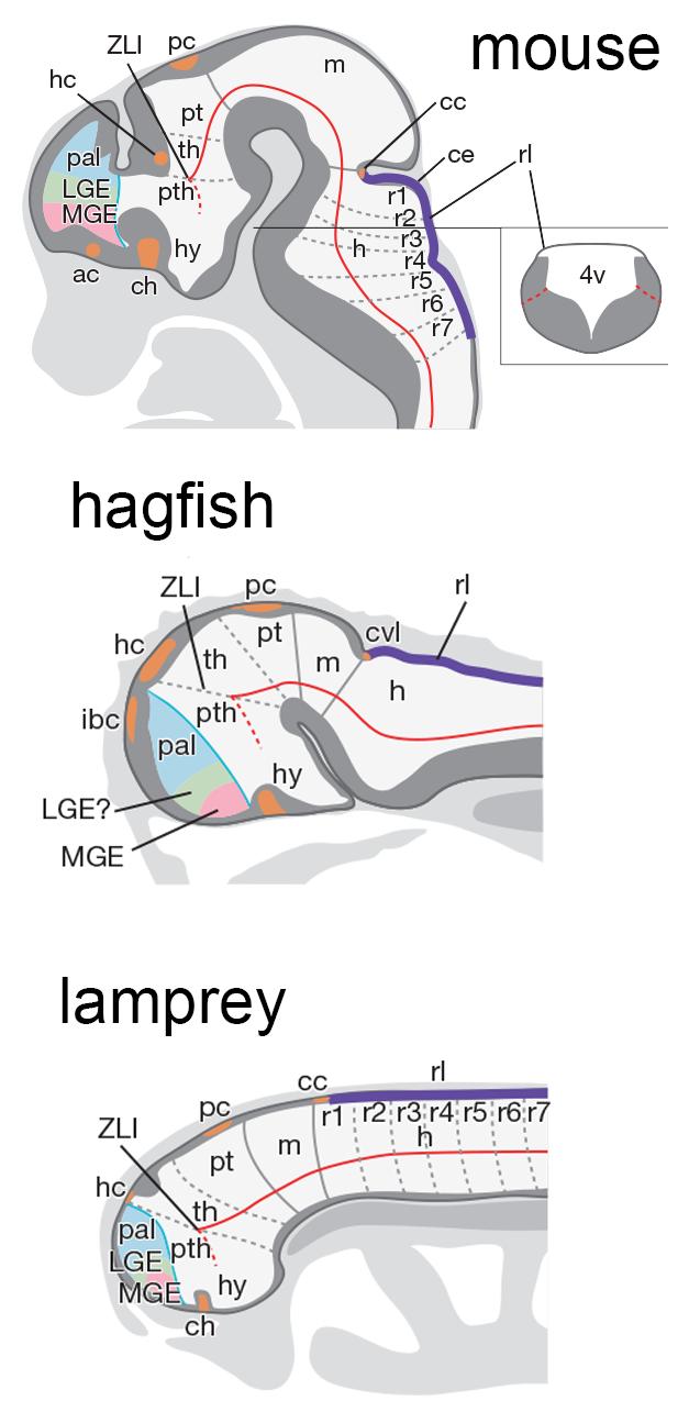 Schematic Drawings of Embryonic Mouse, Hagfish, and Lamprey Brains