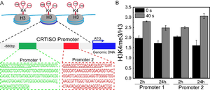 Scientists Reveal Epigenetic Regulation Mechanism of Stimulated Astaxanthin Accumulation in H. Pluvialis