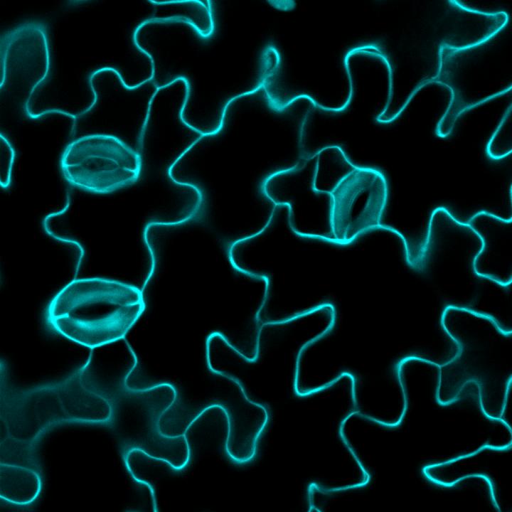 Stomata on Surface of a Plant