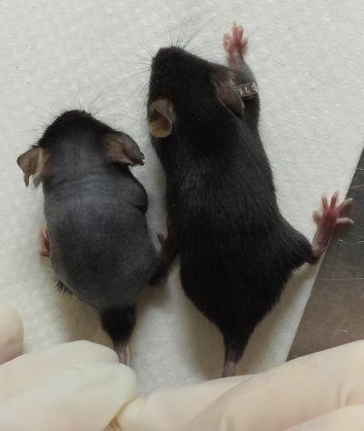 Leigh Syndrome Mouse and Normal Mouse