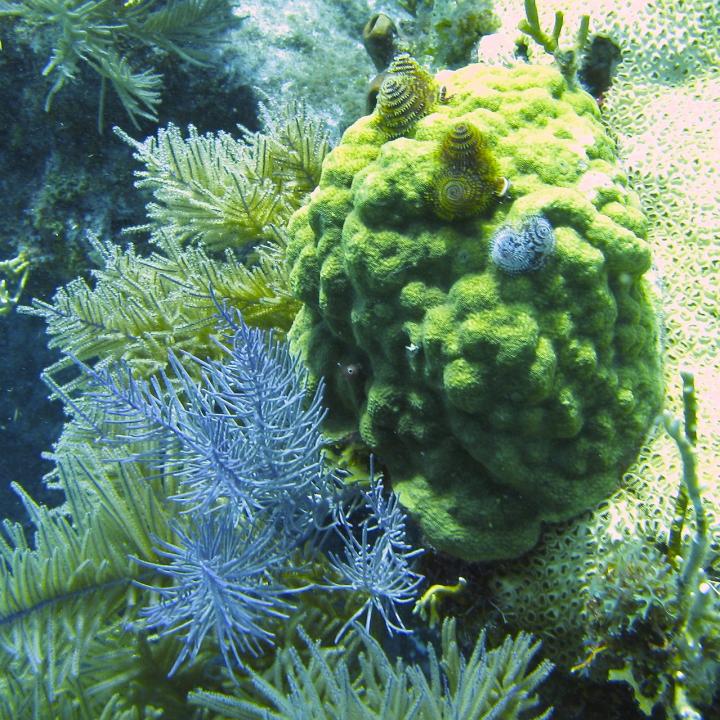 Mustard Hill Coral with Christmas Worms