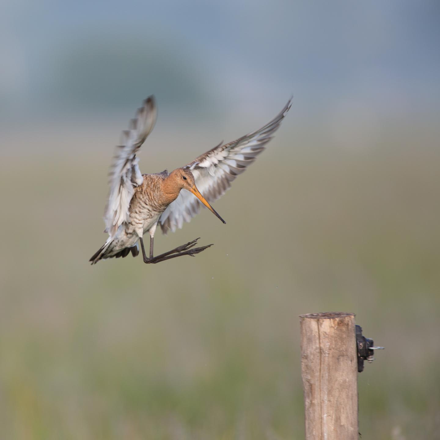 Waterbird: Black-Tailed Godwit