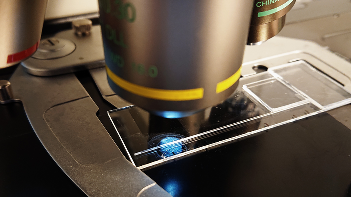 Examining sperm penetration under microscope