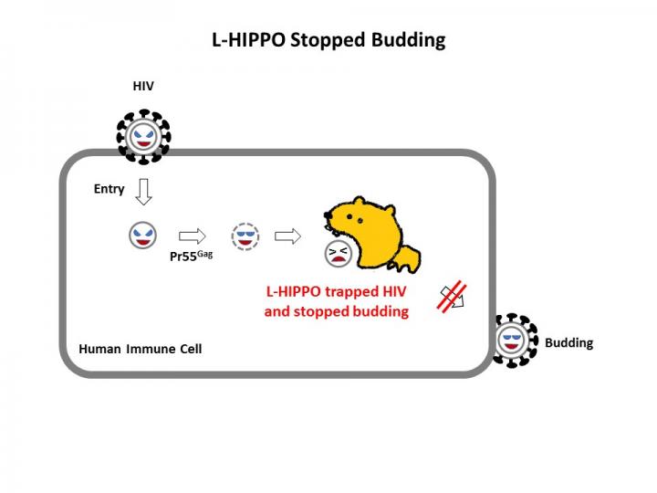 The Function of L-HIPPO