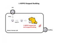 The Function of L-HIPPO