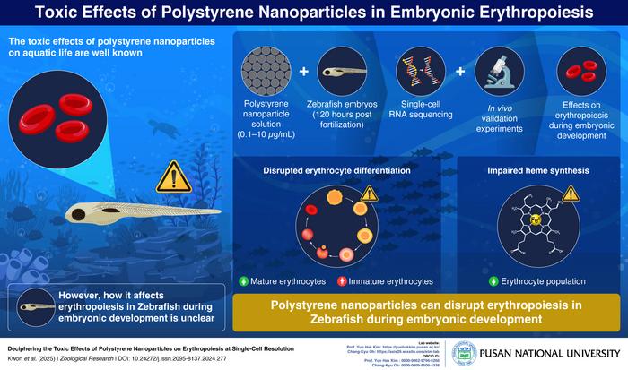 Nanoplastics Toxicity: Disrupting Red Blood Cell Development