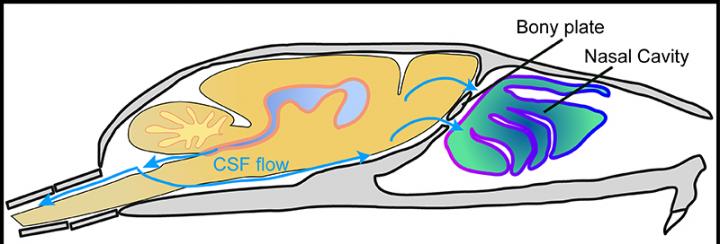 Mouse Nasal Cavity