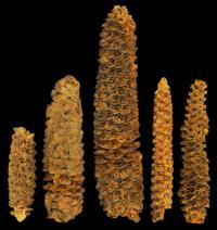 Archaeological maize cobs from the El Gigante rock shelter, Honduras.