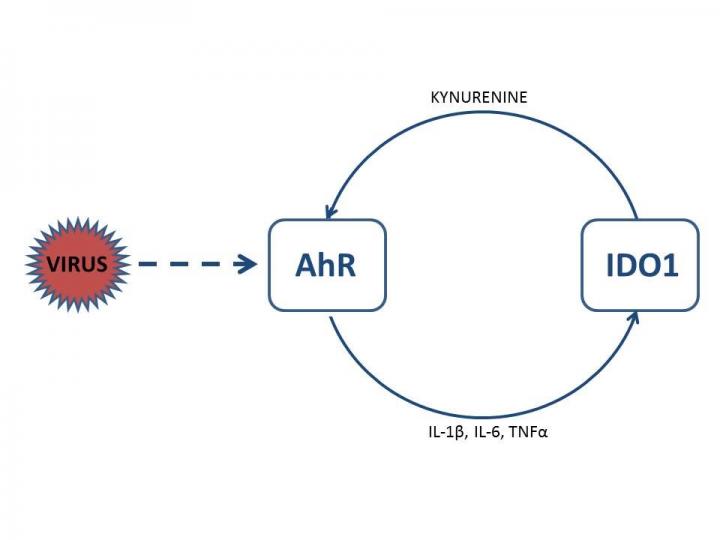 AhR Activation in CoV-Infected Cells